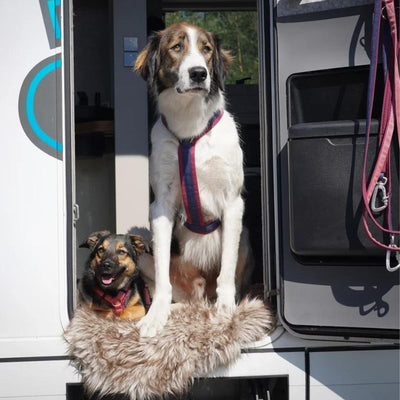 Die neuen AnnyX Hundegeschirre in Sonderfarben Herbst 2023 sind da!