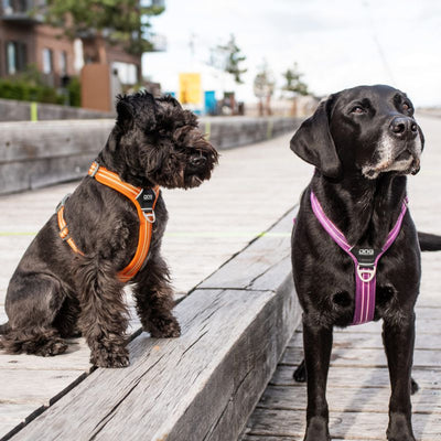 Neu im Sortiment - Hundegeschirre von DOG Copenhagen