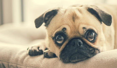 Passendes Hundebett für Ihren Vierbeiner