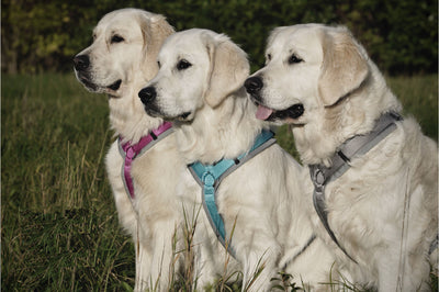 Neue AnnyX Hundegeschirr Farben 2022 sind da - grau/eisblau, grau/pink und grau/silber!