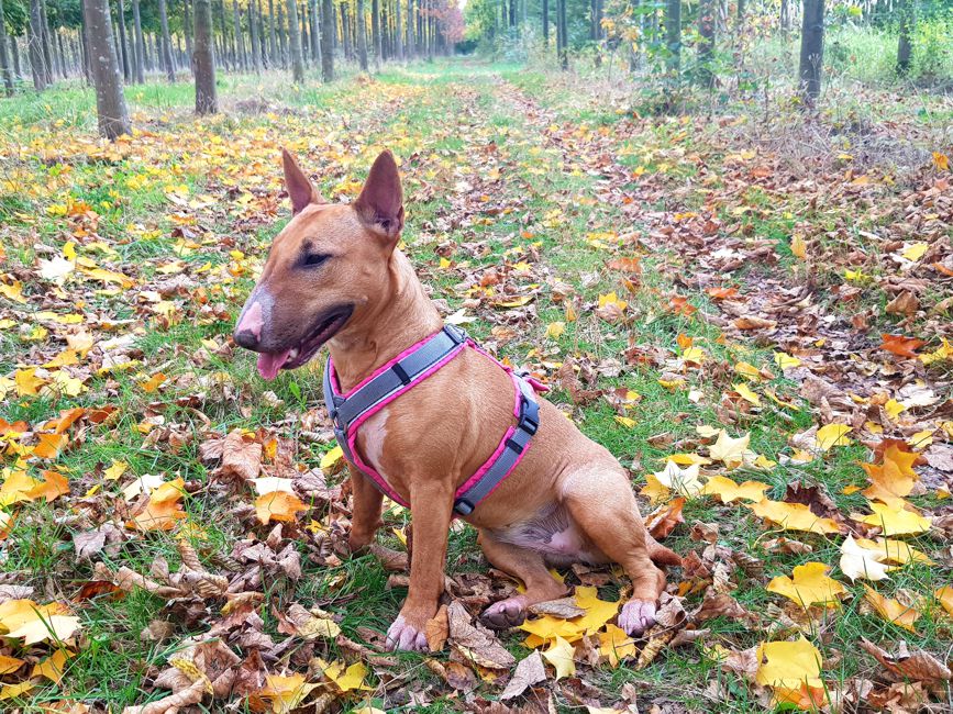 Hundegeschirre annyx Brustgeschirre
