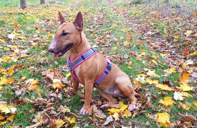 Hundegeschirr AnnyX Brustgeschirr.