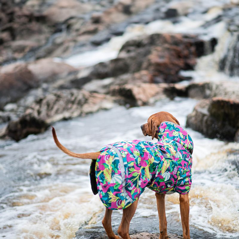 Hunde Regenmantel Kevyt Pomppa Trail