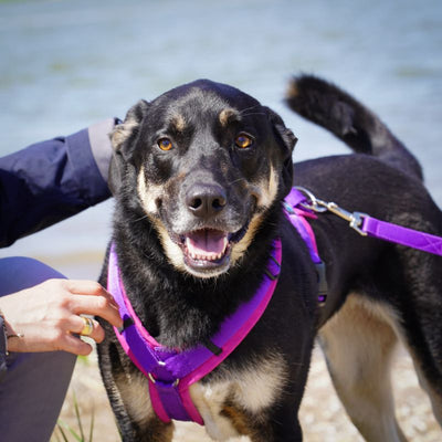 Hundegeschirr AnnyX Sonderfarbe