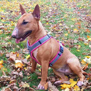 Brustgeschirr AnnyX Hundegeschirr