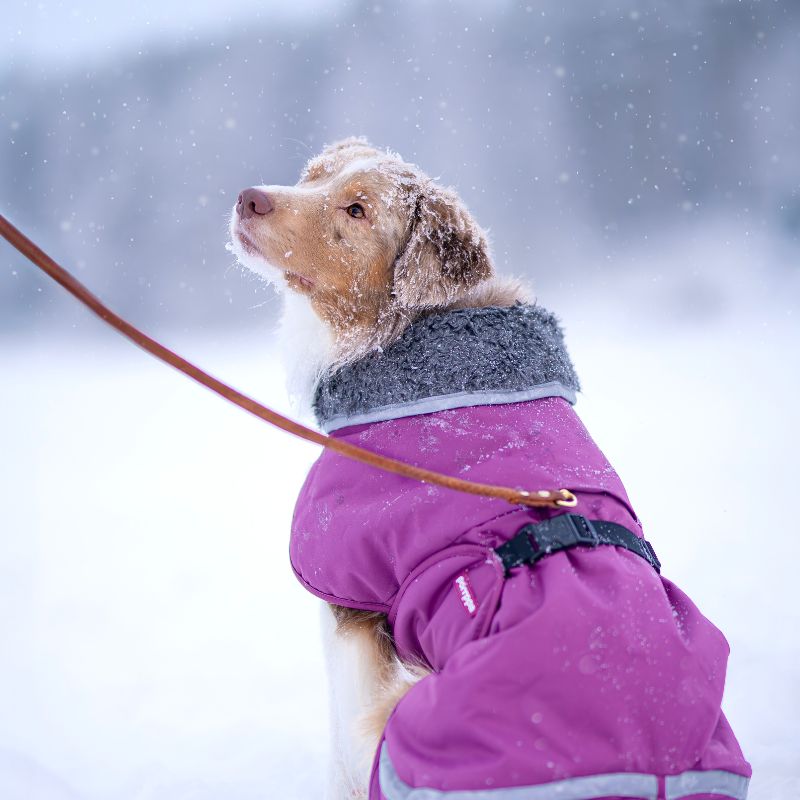 Hunde Wintermantel Toppa Pomppa mit Geschirröffnung