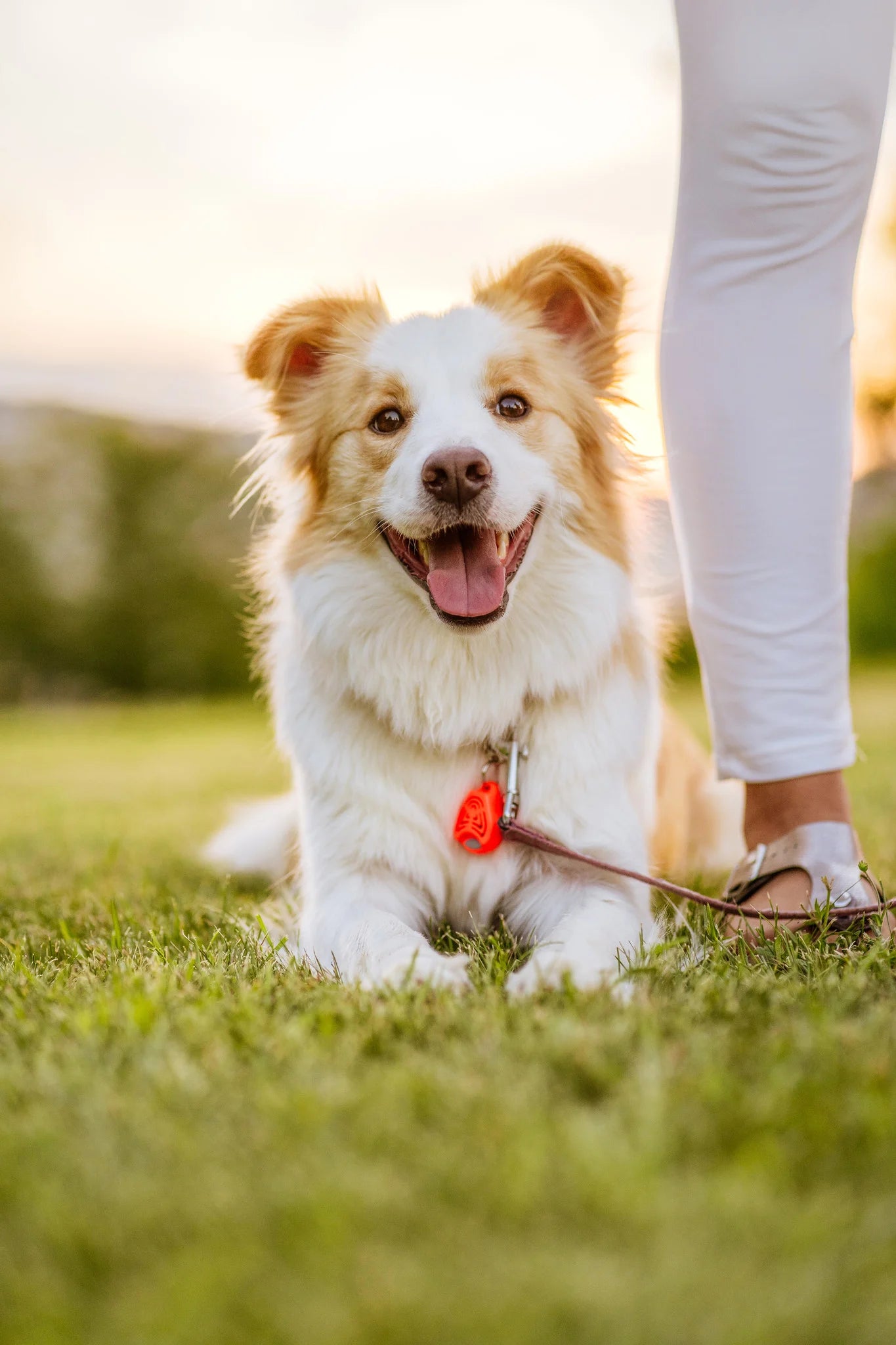 TICKLESS Ultraschallgerät Floh- und Zeckenschutz für den Hund