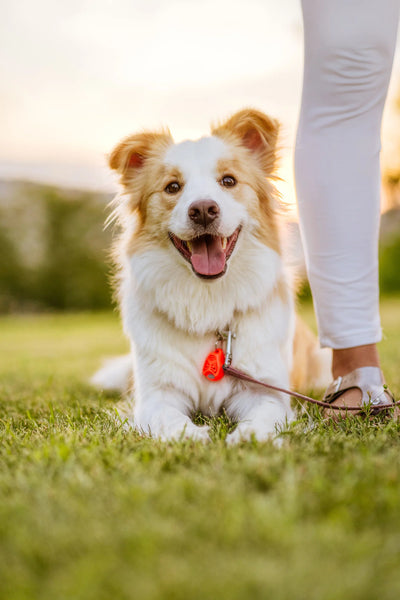 TICKLESS Ultraschallgerät Floh- und Zeckenschutz für den Hund