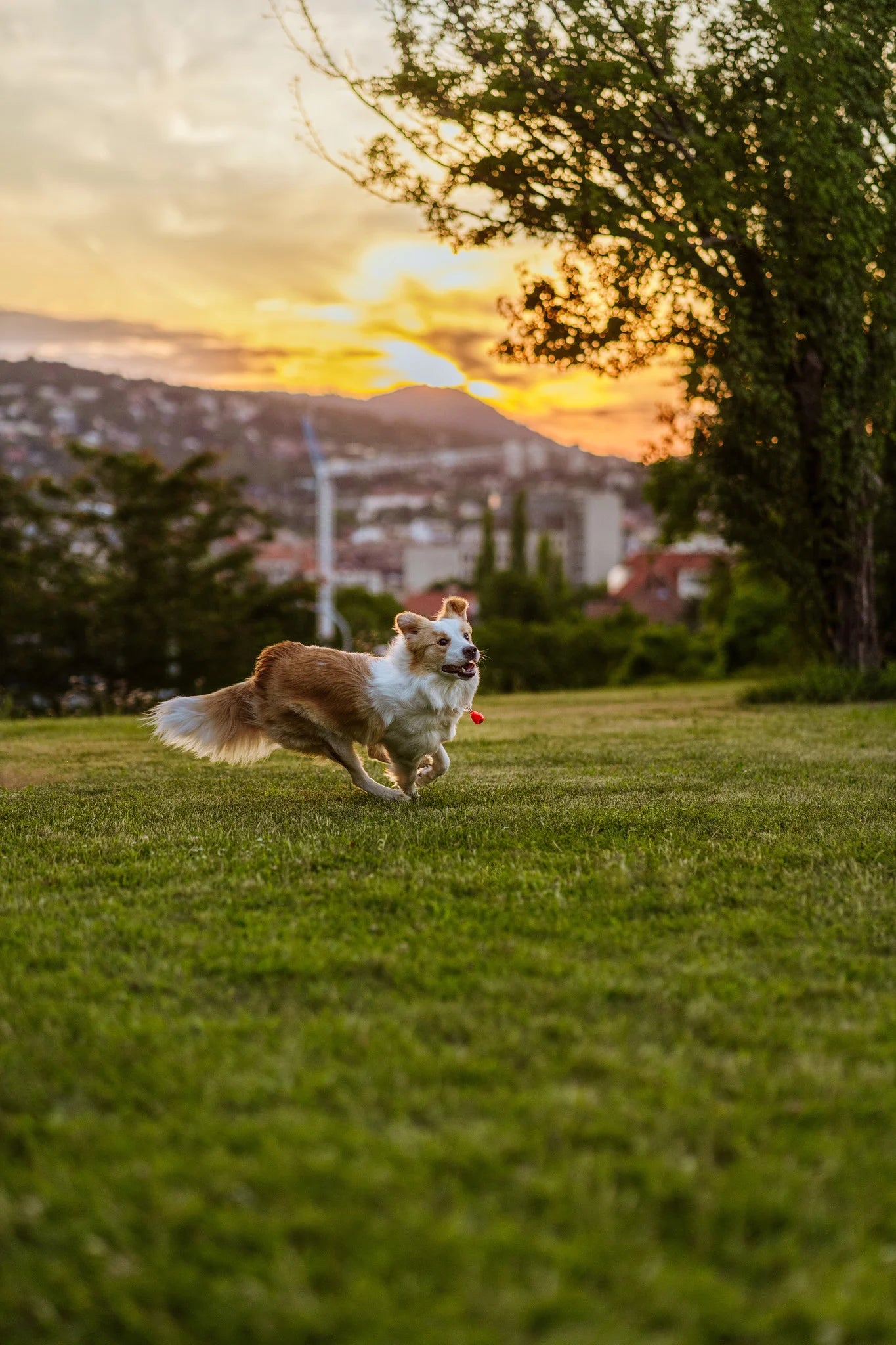 TICKLESS Ultraschallgerät Floh- und Zeckenschutz für den Hund