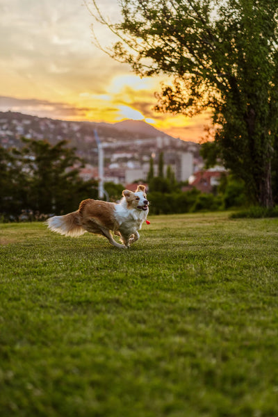 TICKLESS Ultraschallgerät Floh- und Zeckenschutz für den Hund