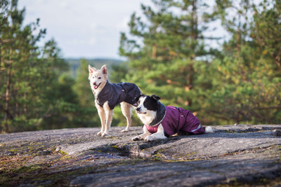 Hunde Regenmantel Sade Pomppa Plum.