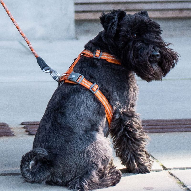 Hundegeschirr von DOG Copenhagen V2