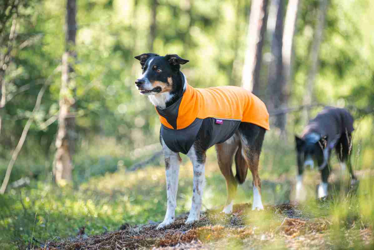 Hundepullover Jumppa Pomppa Orange