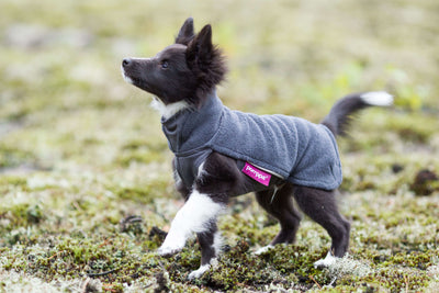 Hundepullover Jumppa Pomppa Graphite.
