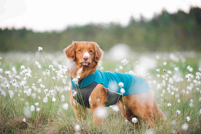 Hundepullover Jumppa Pomppa Petrol