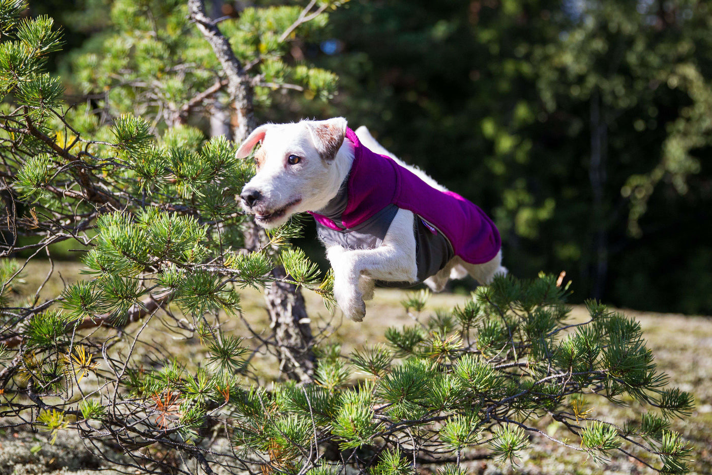 Hundepullover Jumppa Pomppa Plum.