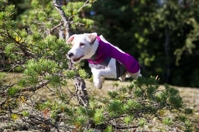 Hundepullover Jumppa Pomppa Plum.