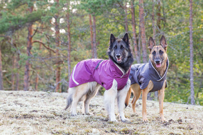 Hunde Wintermantel Perus Pomppa Plum.