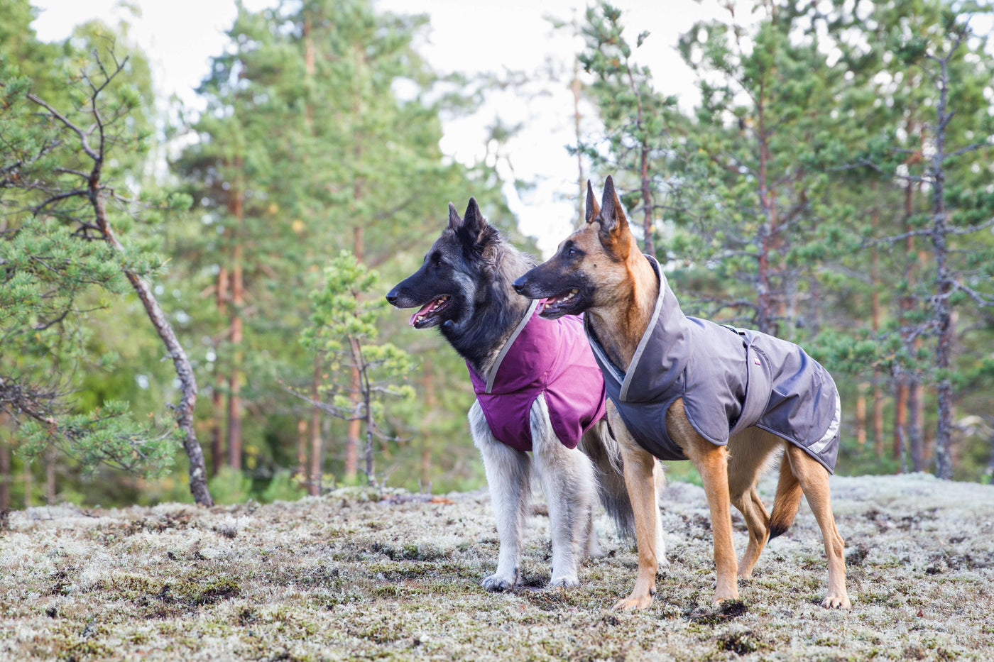 Hunde Regenmantel Kevyt Pomppa Graphite.
