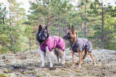 Hunde Regenmantel Kevyt Pomppa Plum.