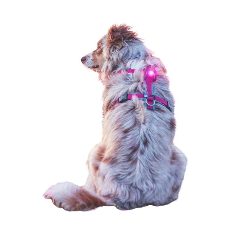 LovinPet Hundepullover Für Pitbulls – Warmer, Weicher Flanell-Overall Mit Nilpferd-Print