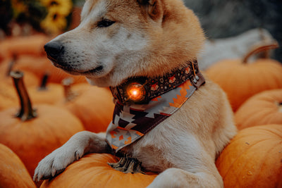 Orbiloc Dog Dual Sicherheitslicht Hundelicht.