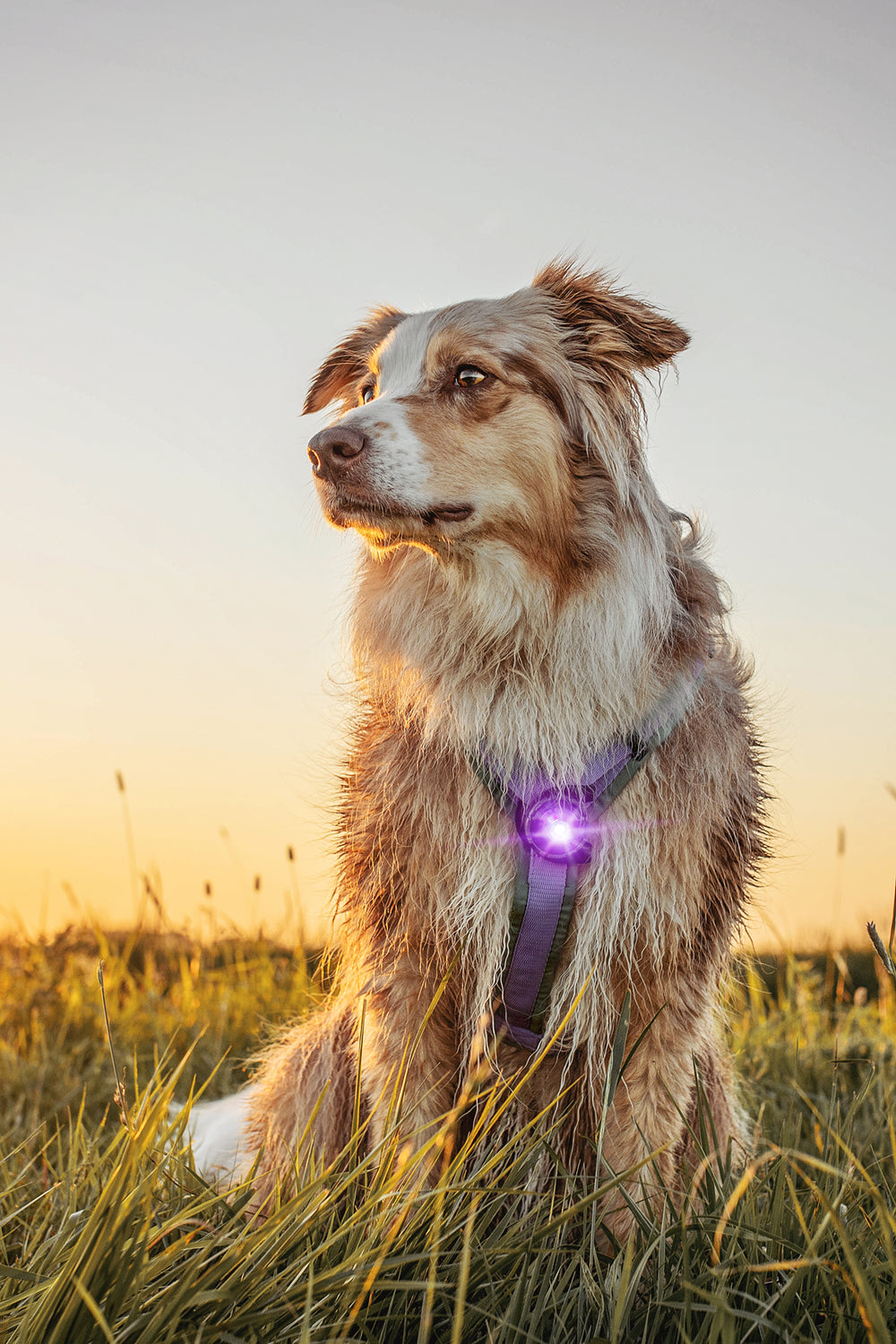 Orbiloc Dog Dual Sicherheitslicht Hundelicht.