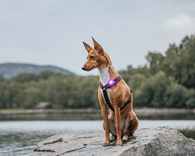 Orbiloc Dog Dual Sicherheitslicht Hundelicht.
