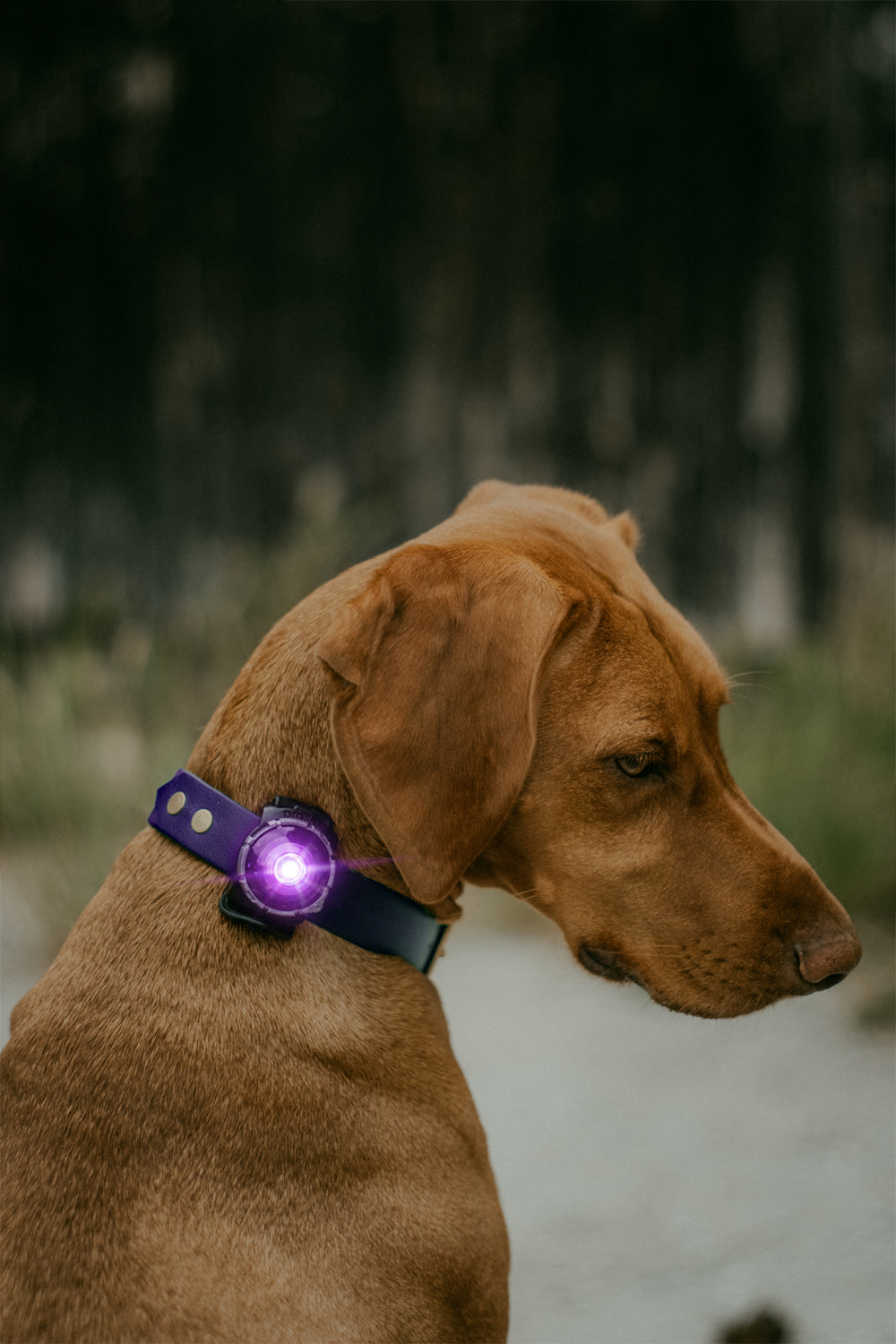 Orbiloc Dog Dual Sicherheitslicht Hundelicht.