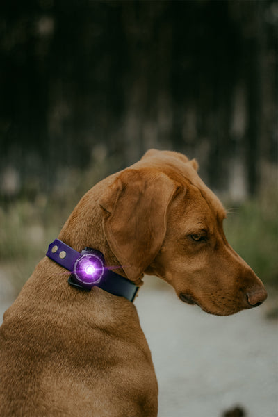 Orbiloc Dog Dual Sicherheitslicht Hundelicht.