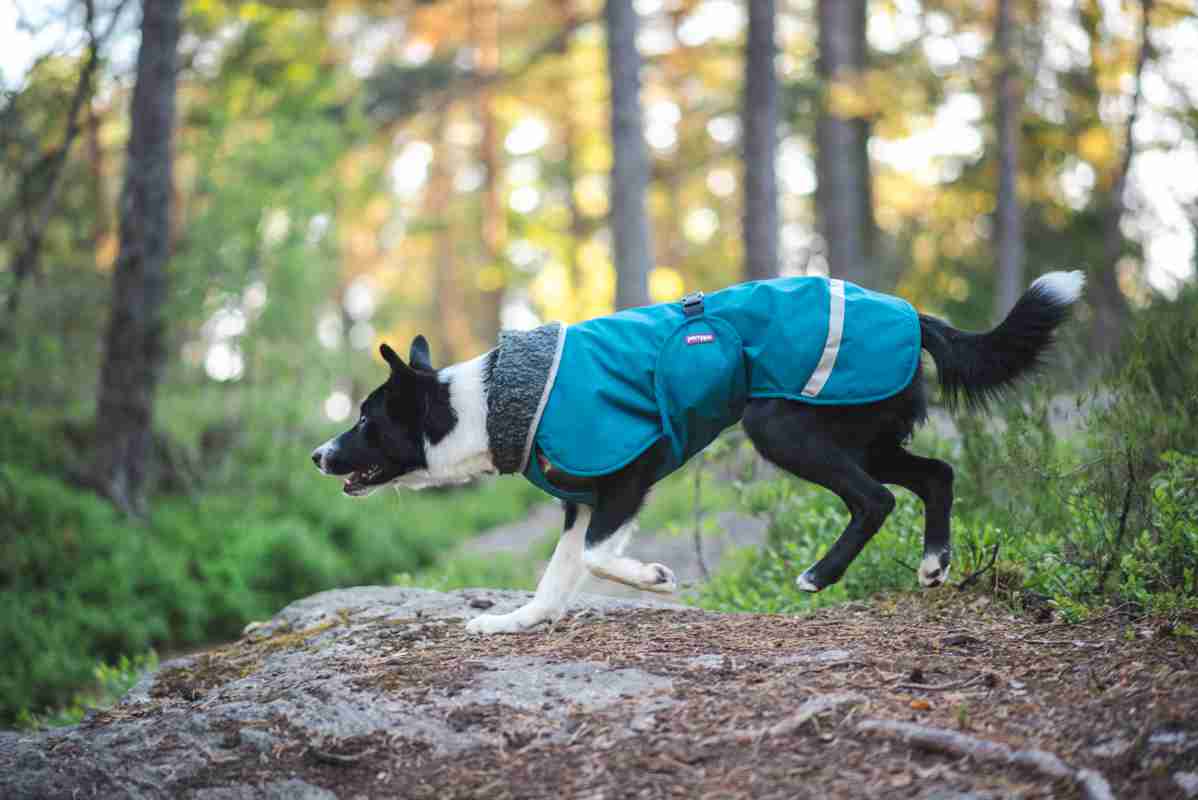 Hunde Wintermantel Perus Pomppa Petrol