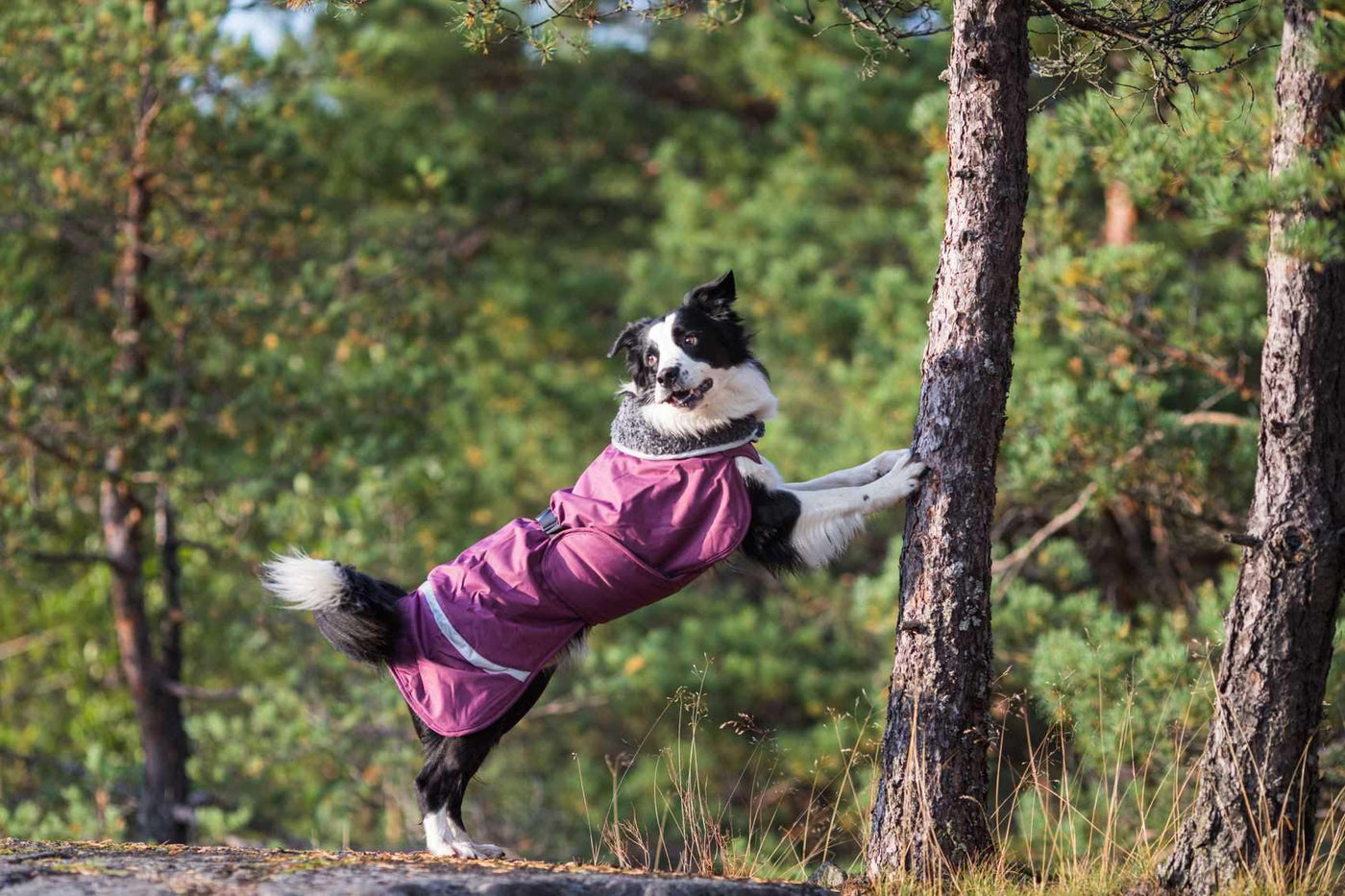 Hunde Wintermantel Toppa Pomppa Kartta.