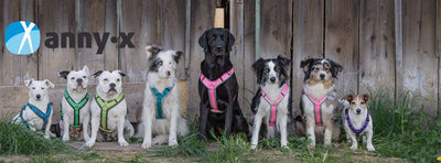 Hundegeschirr AnnyX Brustgeschirr Fun braun/bernstein.